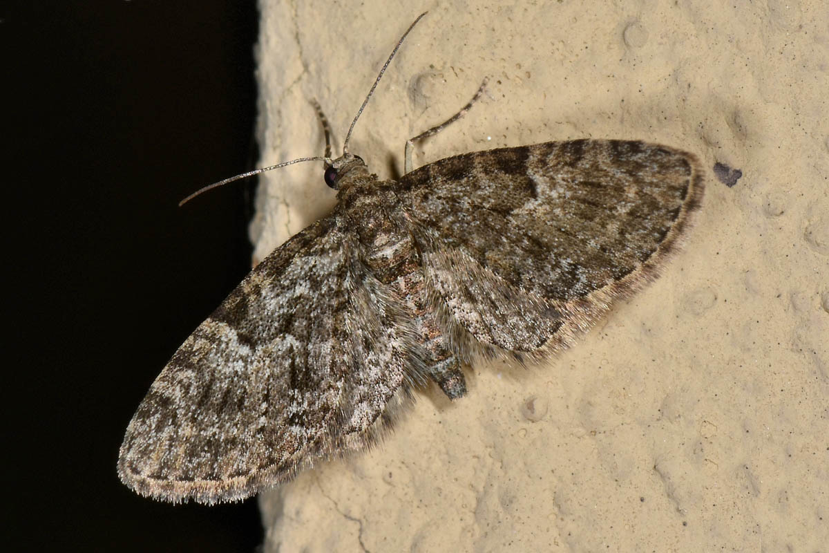 Geometridae? S,  Eupithecia cfr. dodoneata